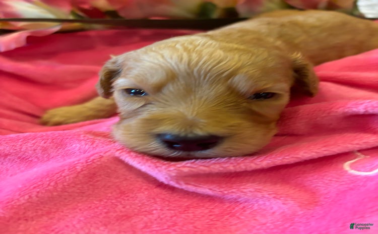 Goldendoodle dogs for sale - Ad 5
