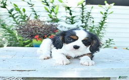 Cavalier King Charles Spaniel dogs for sale: Lola - Image 7