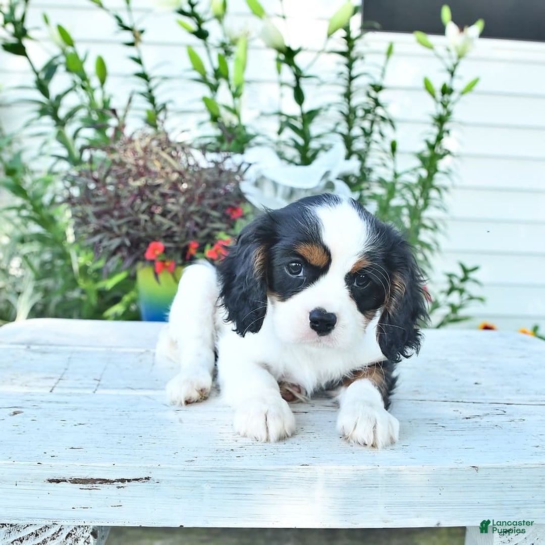 Cavalier King Charles Spaniel dogs for sale: Lola - Image 7