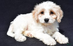 Cavachon dogs for sale: Bingo - Image 4