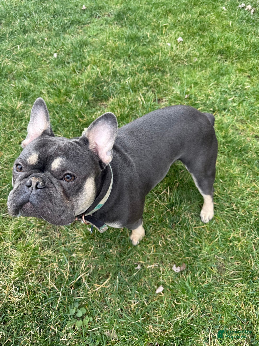 French Bulldog dogs for sale: Avery - Image 16