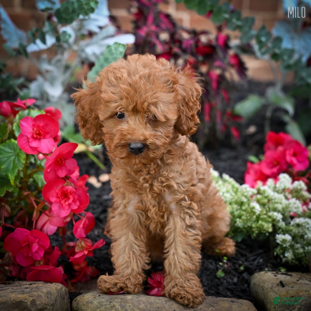 Cockapoo dogs for sale: Milo - Image 1
