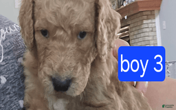 Goldendoodle dogs for sale: Mack - Image 1