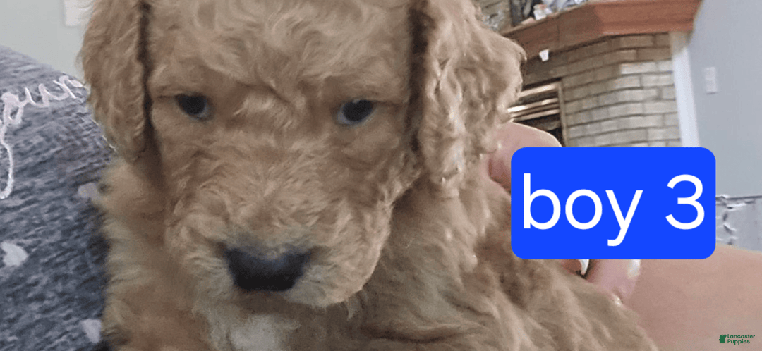 Goldendoodle dogs for sale: Mack - Image 1