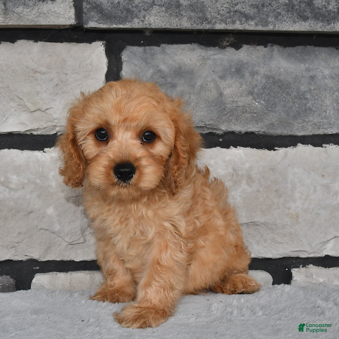 Cavapoo dogs for sale: Brady - Image 4