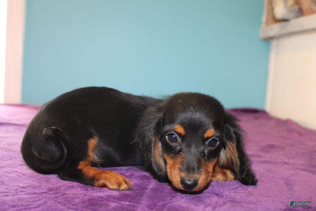 Dachshund dogs for sale: Dachshund 4 puppies - Image 3