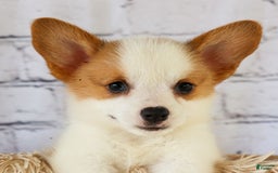 Welsh Corgi Pembroke dogs for sale: Welsh Corgi (Pembroke) 5 puppies - Image 2