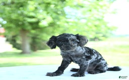 Toy Poodle dogs for sale: Sparkle - Image 2