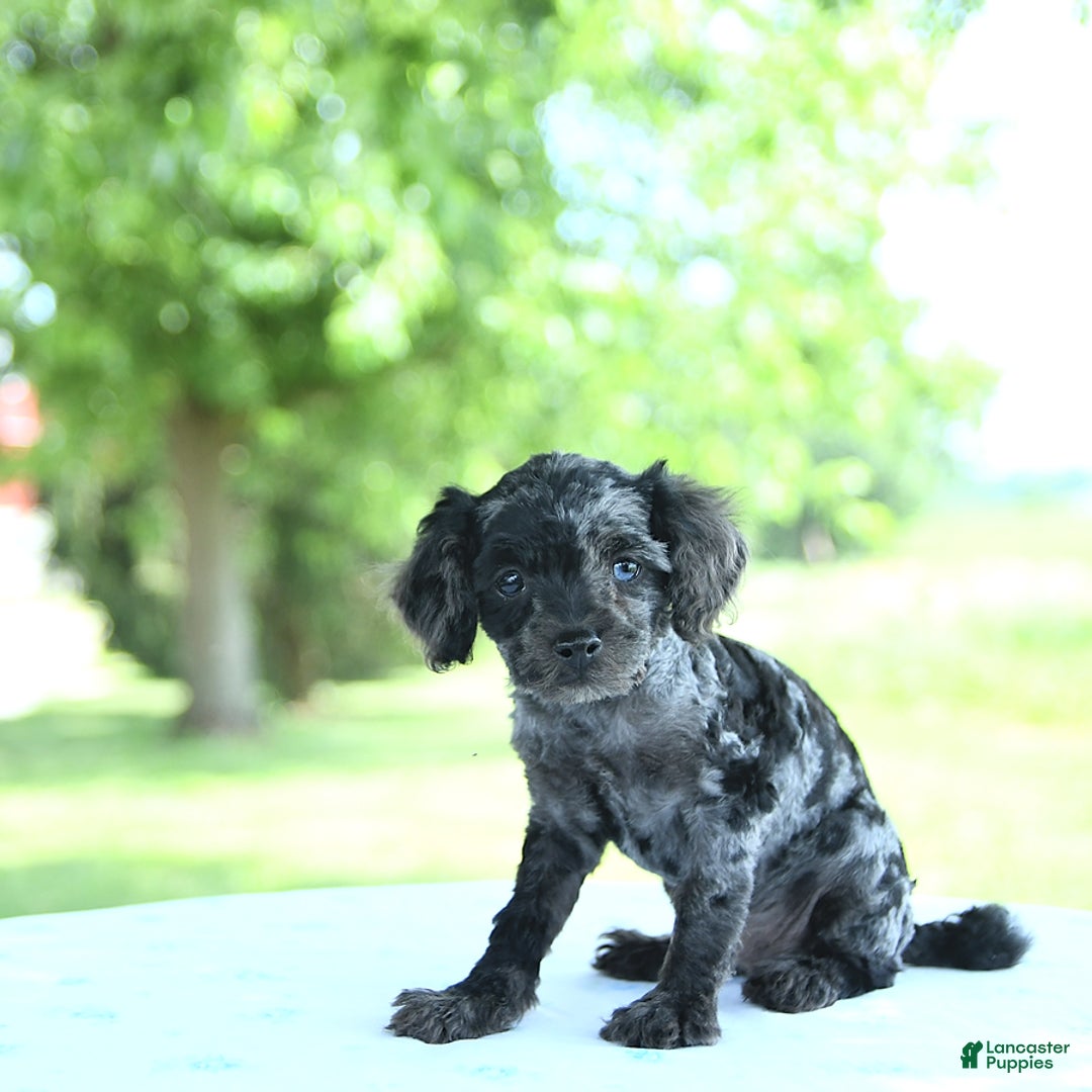 Toy Poodle dogs for sale: Sparkle - Image 2