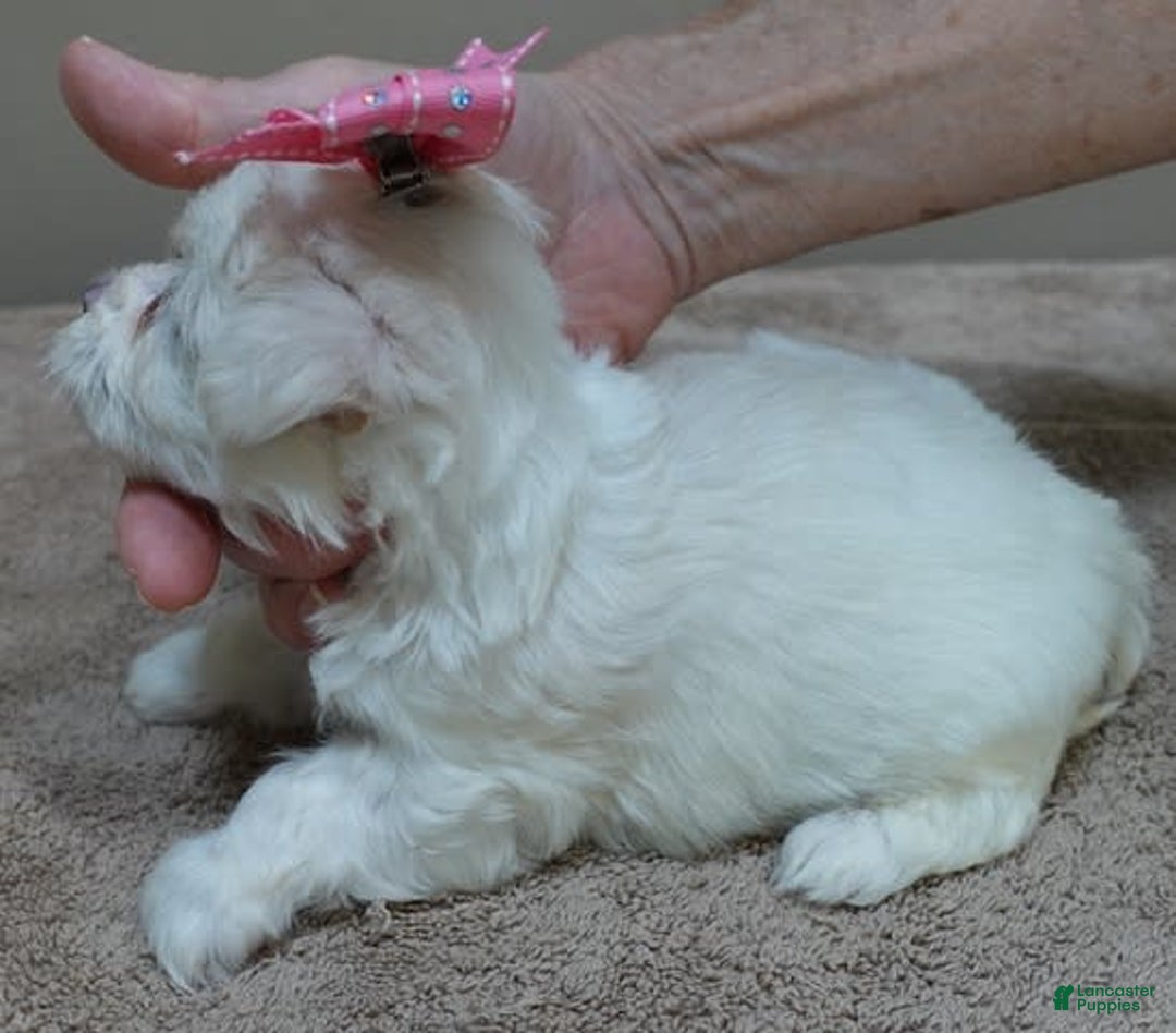 Maltese dogs for sale: Tessa - Image 13