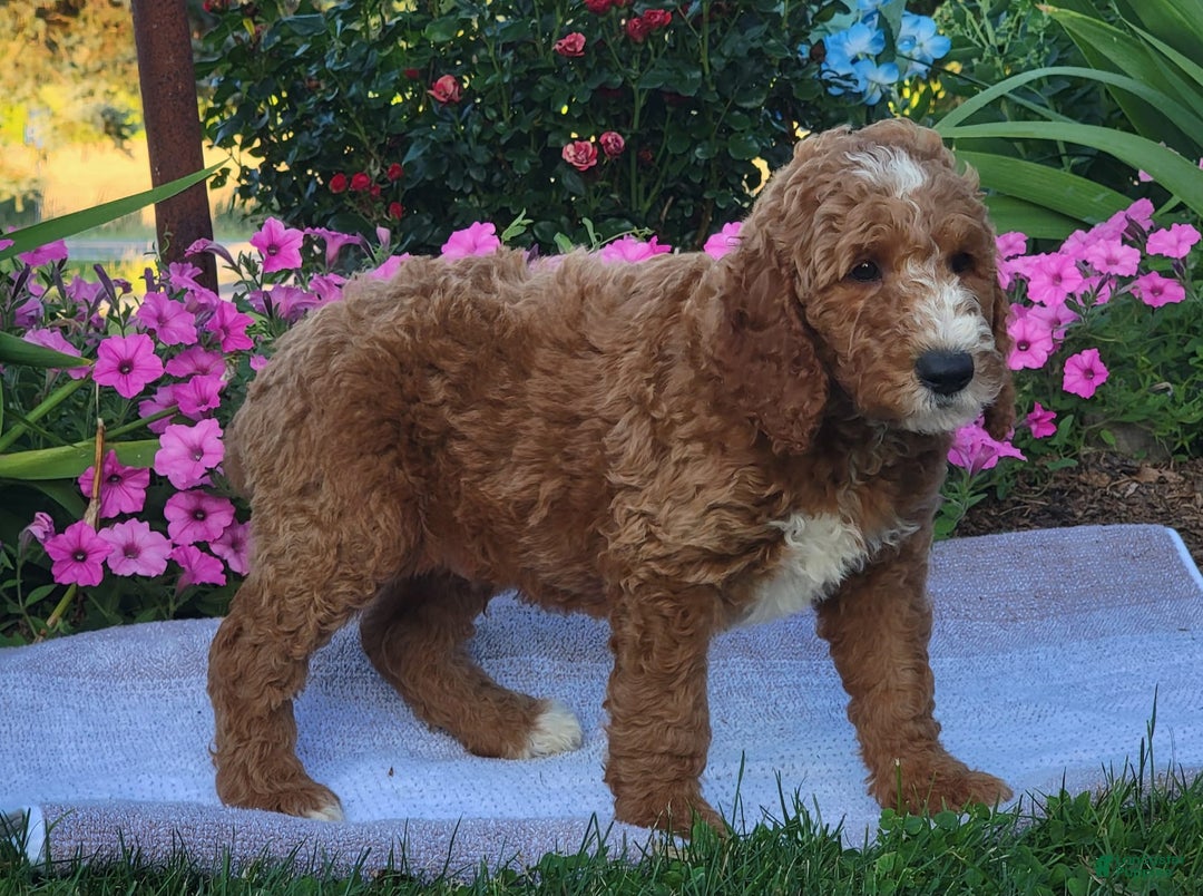 Goldendoodle dogs for sale: Royal - Image 3