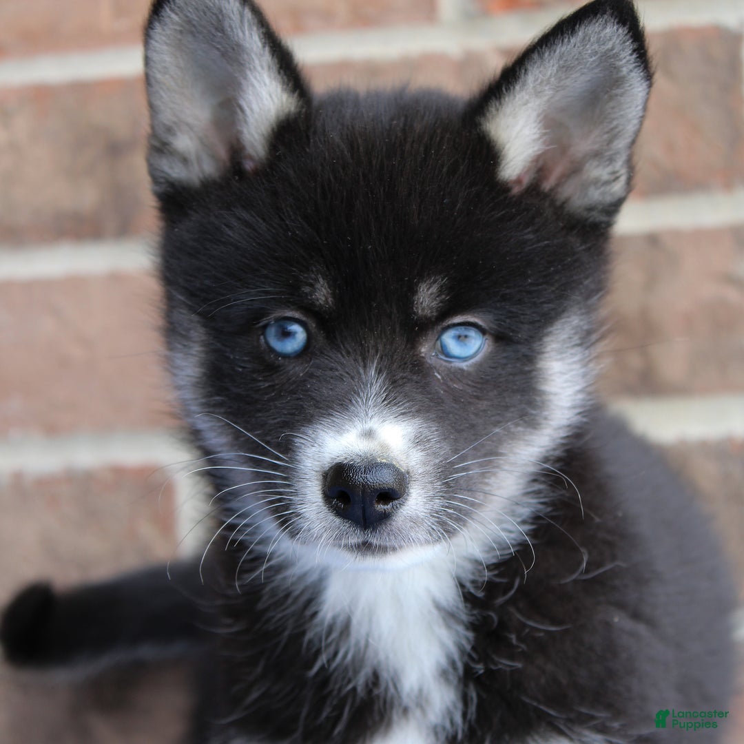 Pomsky dogs for sale: Ava - Image 1