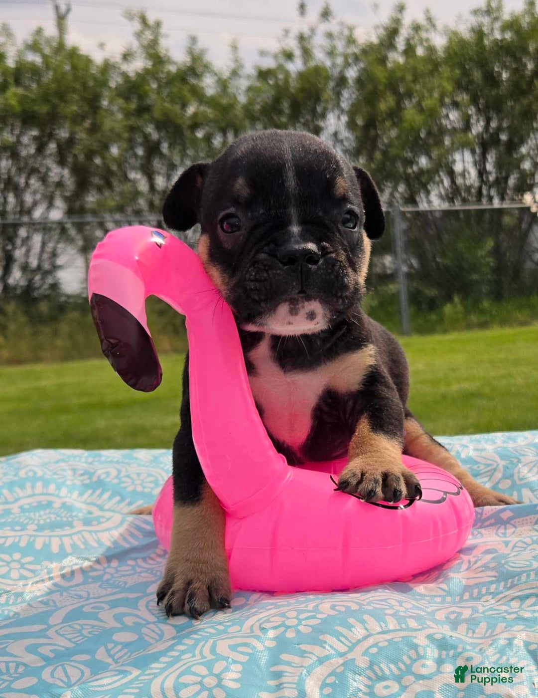 Olde English Bulldogge dogs for sale: George - Image 27
