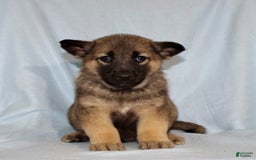 German Shepherd dogs for sale: Turbo - Image 3