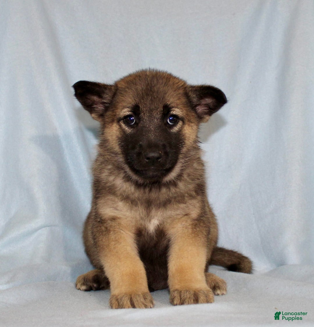 German Shepherd dogs for sale: Turbo - Image 3