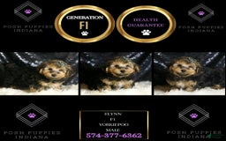 Yorkiepoo dogs for sale: Charming - Image 5