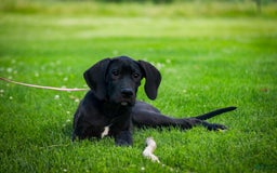 Great Dane dogs for sale: Selene - Image 13