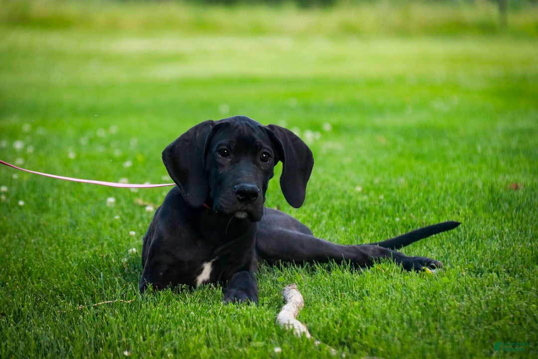 Great Dane dogs for sale: Selene - Image 13