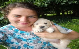 Golden Retriever dogs for sale: Poppy - Image 4