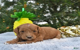 Mini Goldendoodle dogs for sale: Emily - Image 23