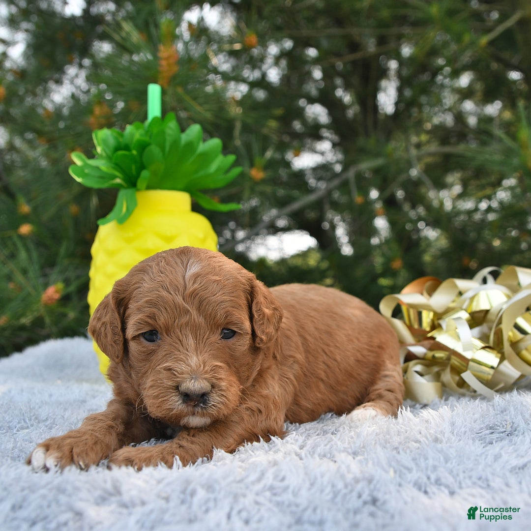 Mini Goldendoodle dogs for sale: Emily - Image 23