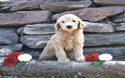 Mini Goldendoodle dogs for sale: Skye - Image 1