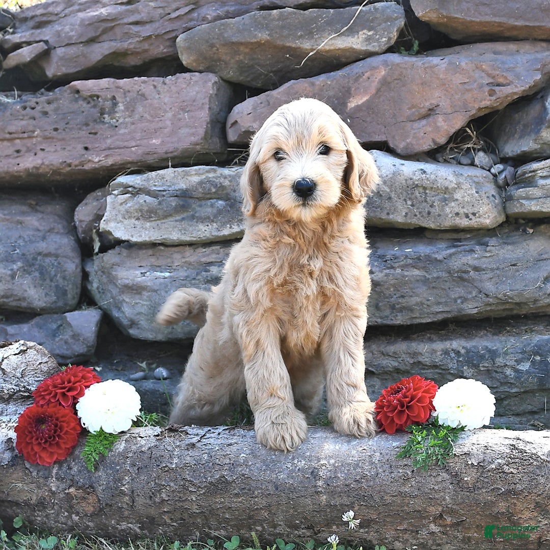 Mini Goldendoodle dogs for sale: Skye - Image 1