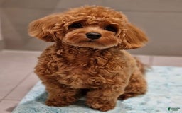 Maltipoo dogs for sale: Gani - Listing for pets: Gani, Barny - Image 7