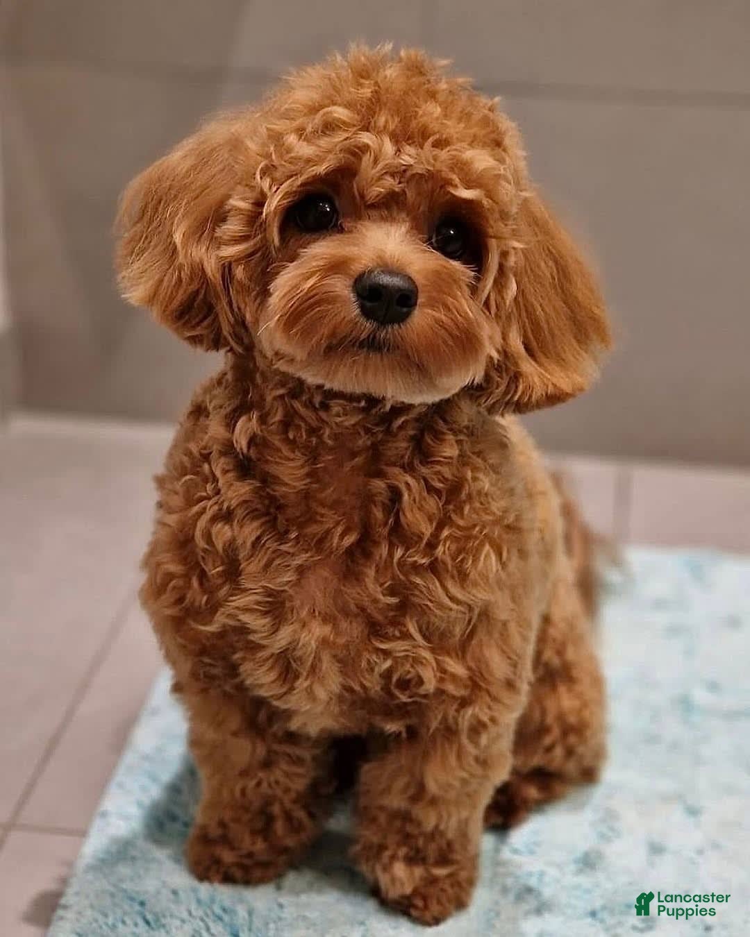 Maltipoo dogs for sale: Gani - Listing for pets: Gani, Barny - Image 7