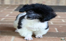 Miniature Poodle dogs for sale: Nugget - Image 1