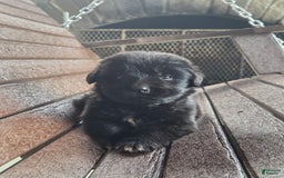 Newfoundland dogs for sale: Pixie - Image 4