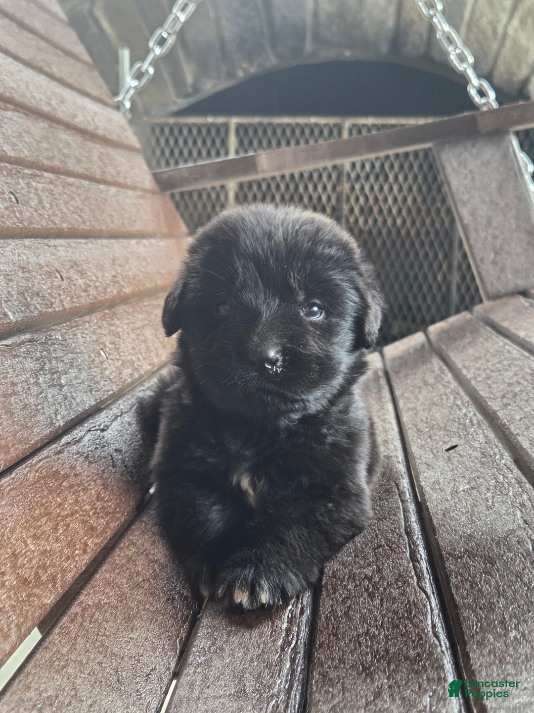 Newfoundland dogs for sale: Pixie - Image 4
