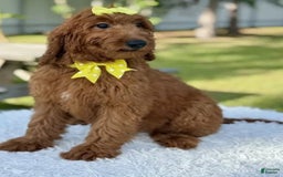 Goldendoodle dogs for sale: Channel - Image 4