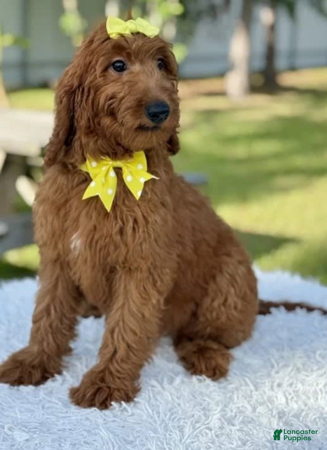 Goldendoodle dogs for sale: Channel - Image 4