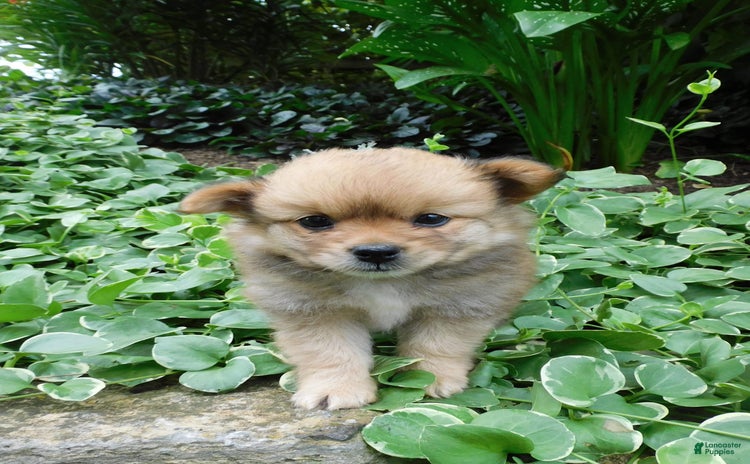 Pomeranian dogs for sale - Ad 2