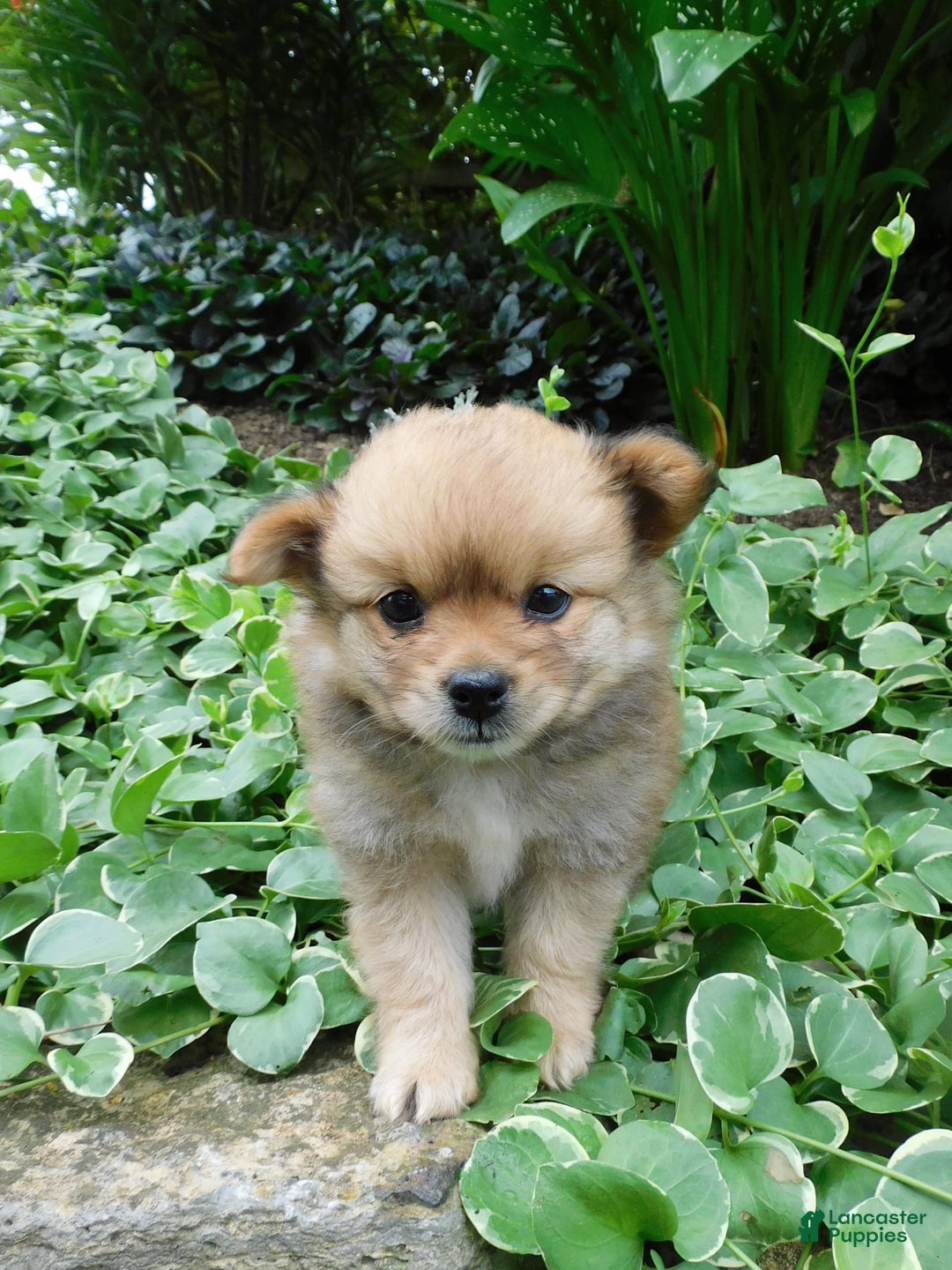 Pomeranian dogs for sale: Alex - Image 1