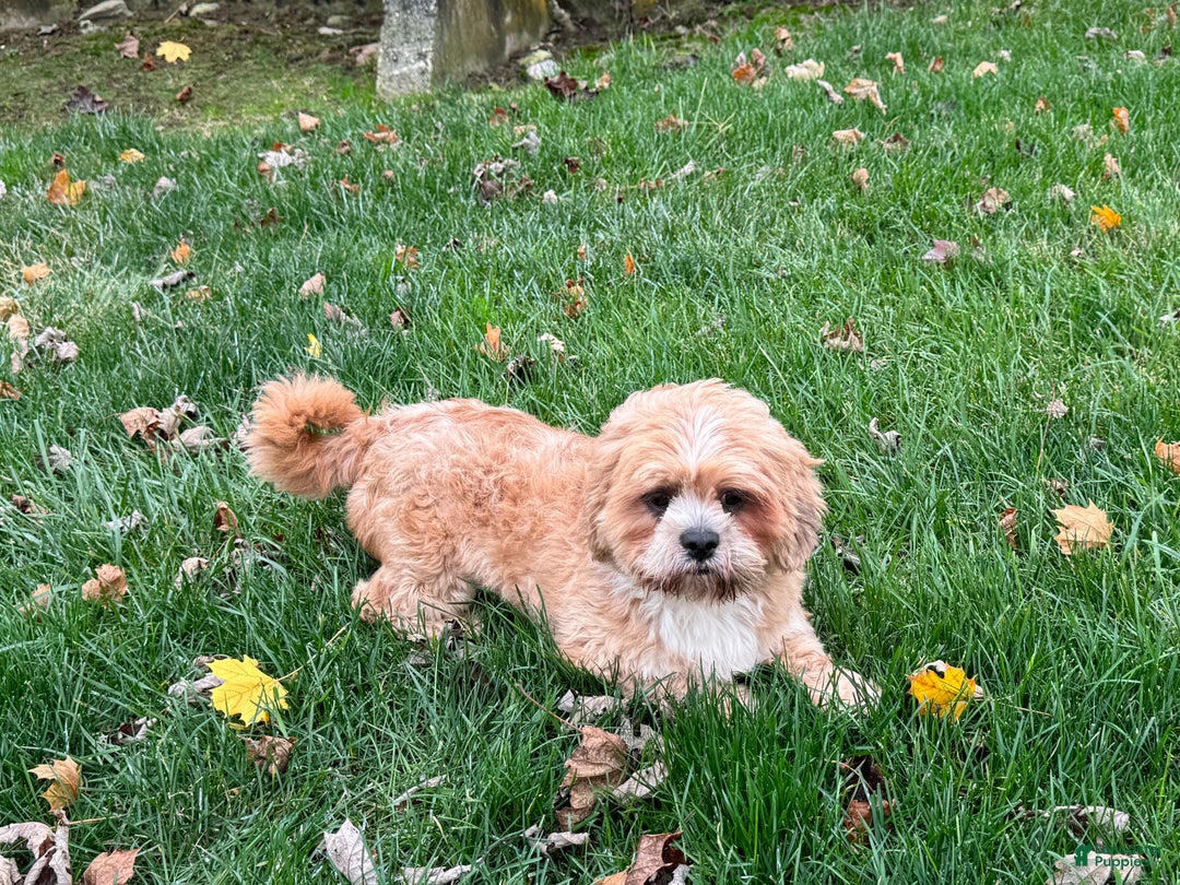 Lhasa Apso dogs for sale: Corey - Image 5