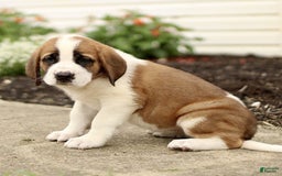 Saint Bernard dogs for sale: Cherry - Image 1