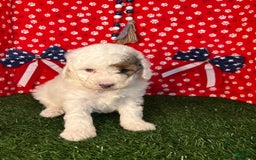 Miniature Poodle dogs for sale: Rowdy - Image 4