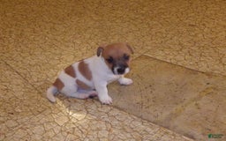 Jack Russell Terrier dogs for sale: Franklin - Image 15