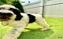 Goldendoodle dogs for sale: Oreo - Image 2
