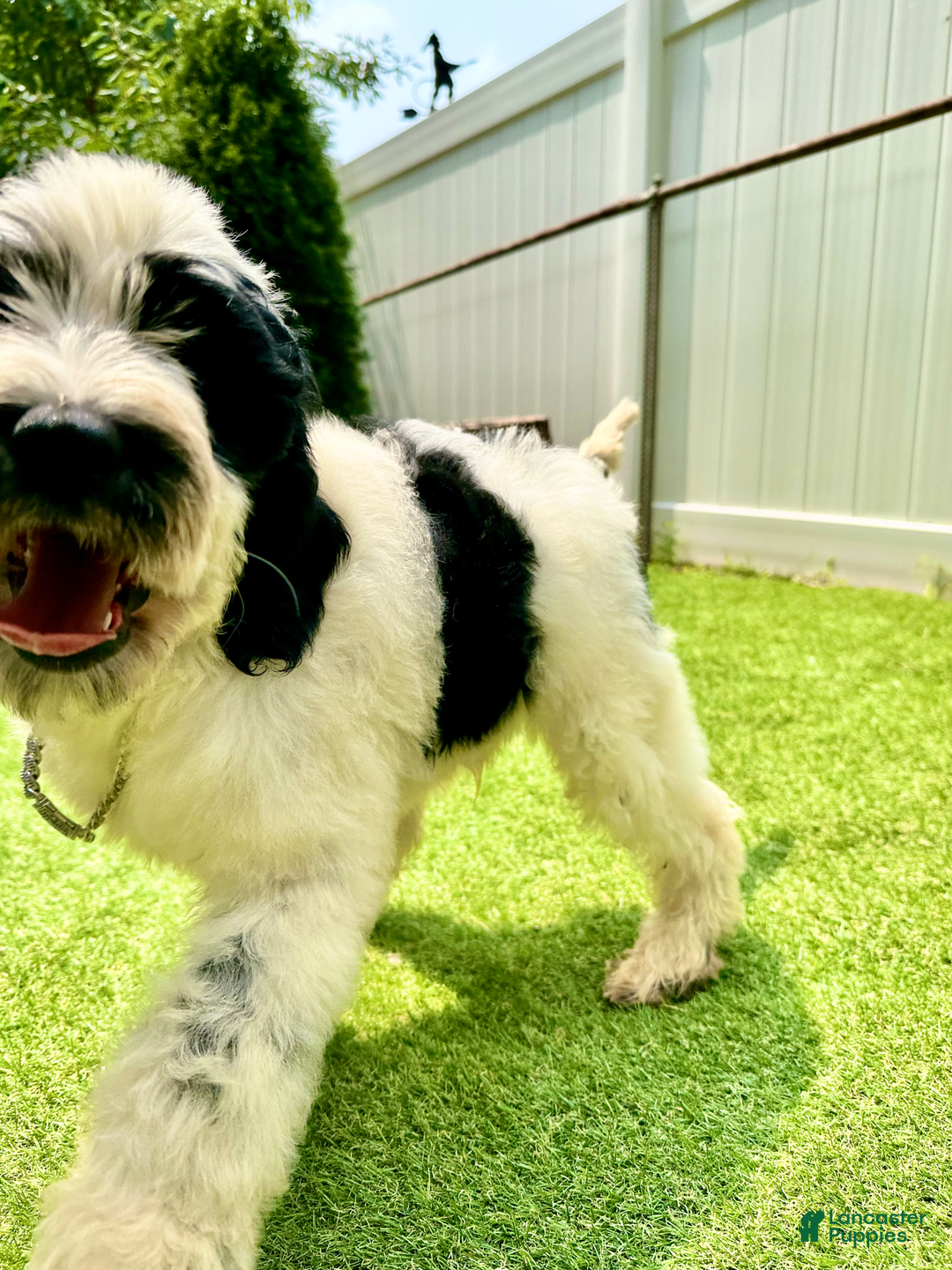 Goldendoodle dogs for sale: Oreo - Image 2