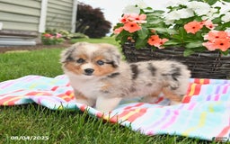 Welsh Corgi Pembroke dogs for sale: Twix - Image 1