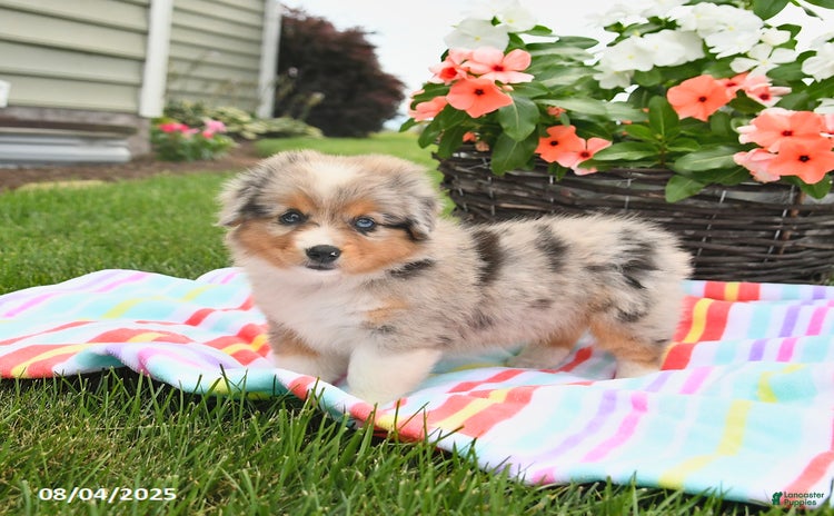 Welsh Corgi Pembroke dogs for sale - Ad 4