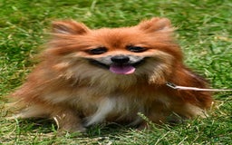 Pomeranian dogs for sale: Bear - Image 7