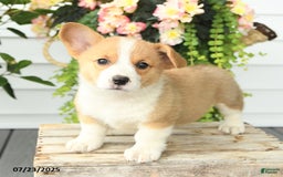 Welsh Corgi Pembroke dogs for sale: Peaches - Image 1