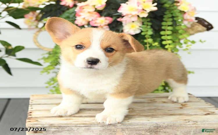 Welsh Corgi Pembroke dogs for sale - Ad 1