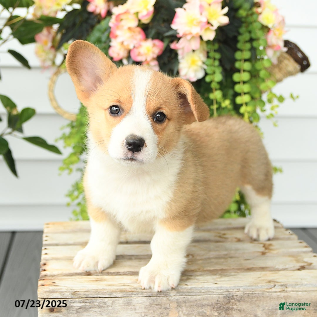 Welsh Corgi Pembroke dogs for sale: Peaches - Image 1