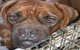 Dogue De Bordeaux dogs for sale: Emma Grace - Image 2