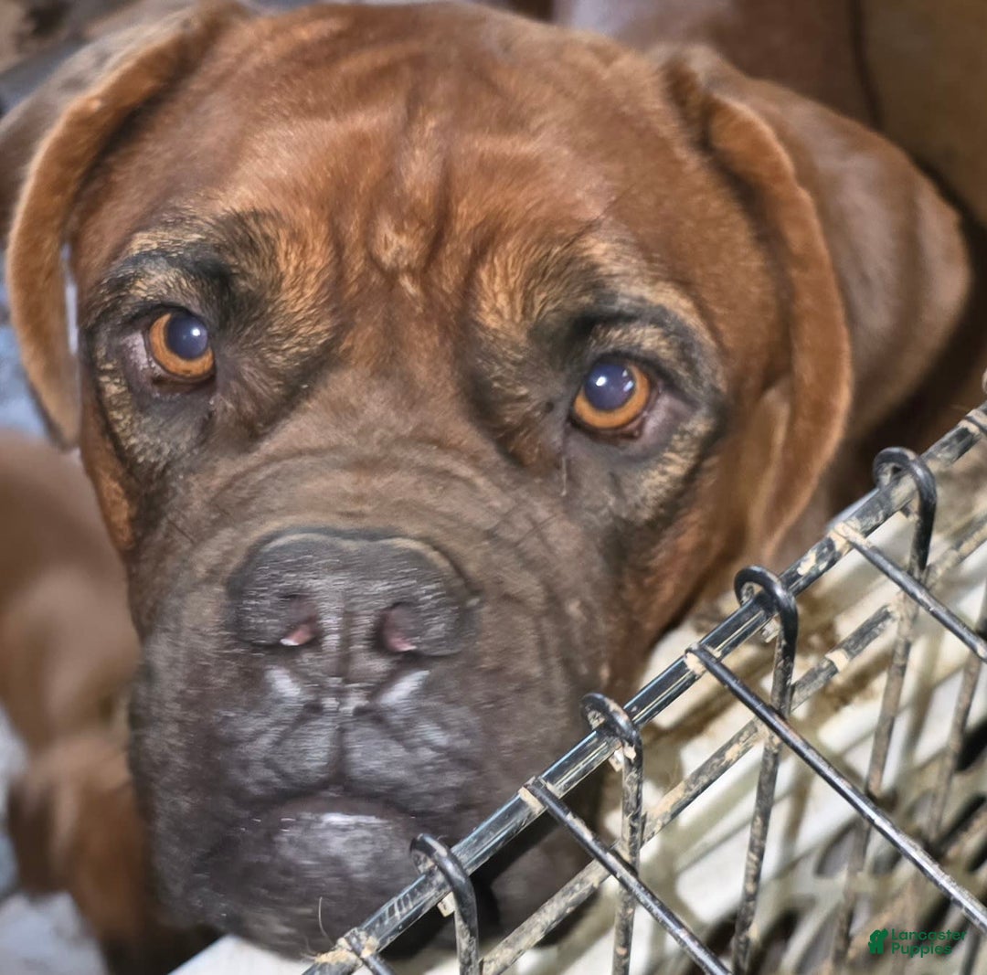 Dogue De Bordeaux dogs for sale: Emma Grace - Image 2